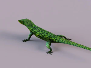 Mexican alligator lizard 3D Model