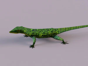 Mexican alligator lizard 3D Model