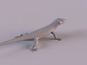 Mexican alligator lizard 3D Model