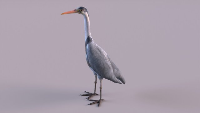 Grey Heron 3D Model .c4d .max .obj .3ds .fbx .stl .blend 