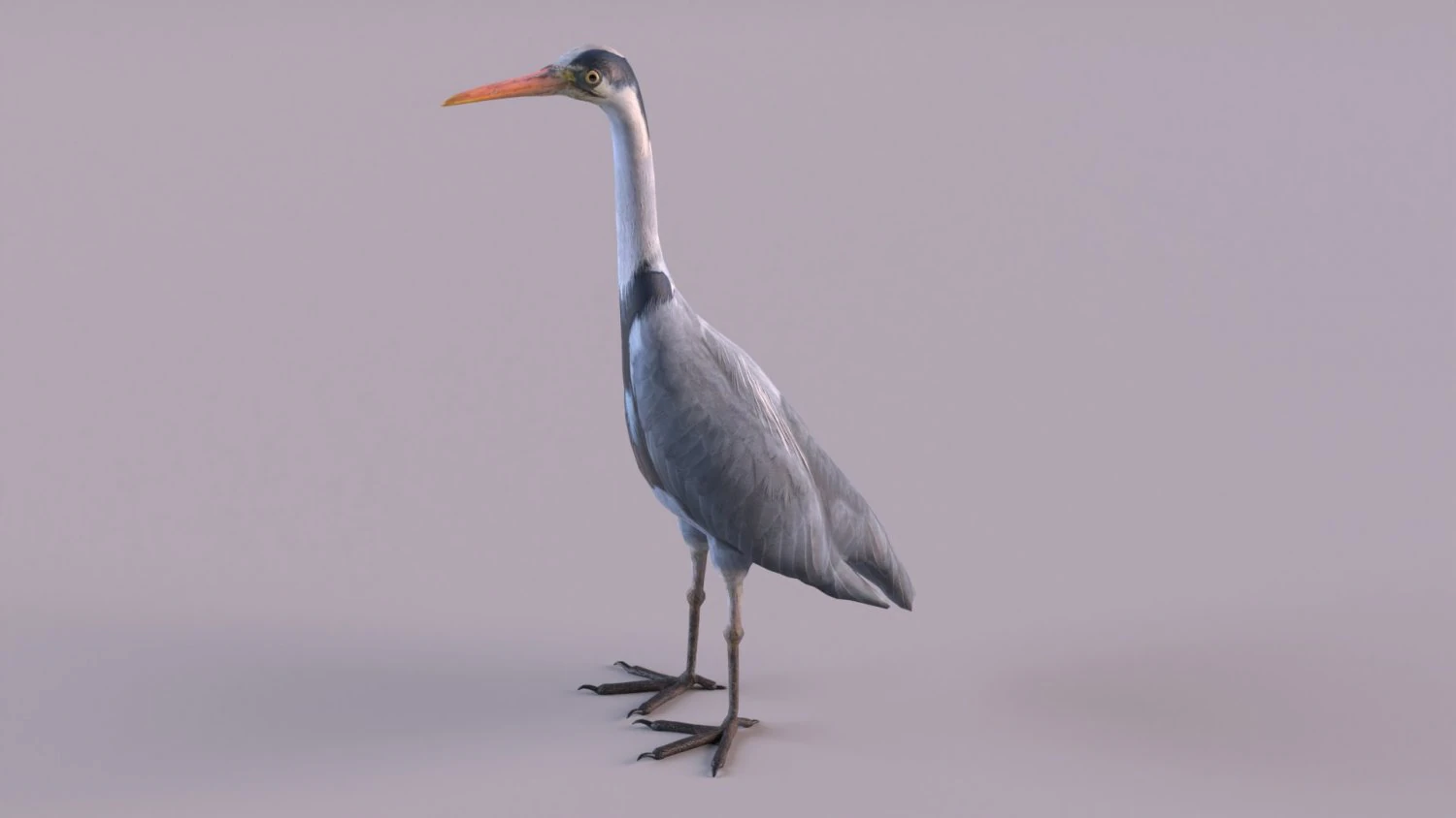 Grey Heron 3D Model .c4d .max .obj .3ds .fbx .stl .blend
