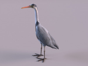 Grey Heron 3D Model