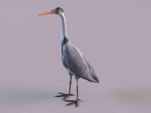 Grey Heron 3D Model