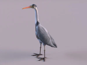 Grey Heron 3D Model