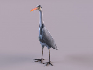 Grey Heron 3D Model
