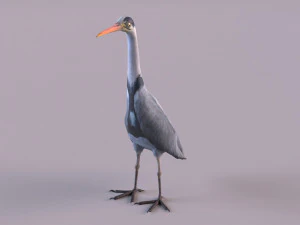 Grey Heron 3D Model