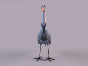 Grey Heron 3D Model