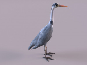 Grey Heron 3D Model