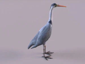 Grey Heron 3D Model