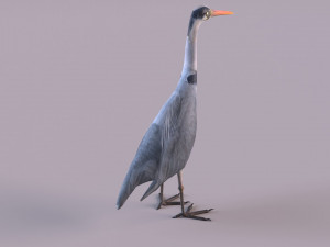Grey Heron 3D Model