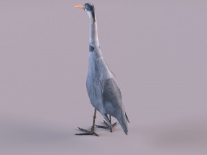 Grey Heron 3D Model