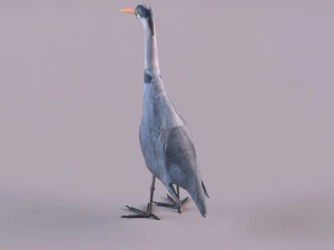 Grey Heron 3D Model