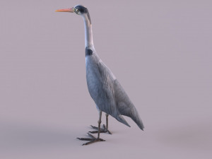 Grey Heron 3D Model