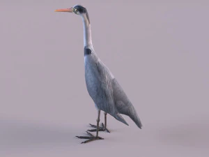 Grey Heron 3D Model