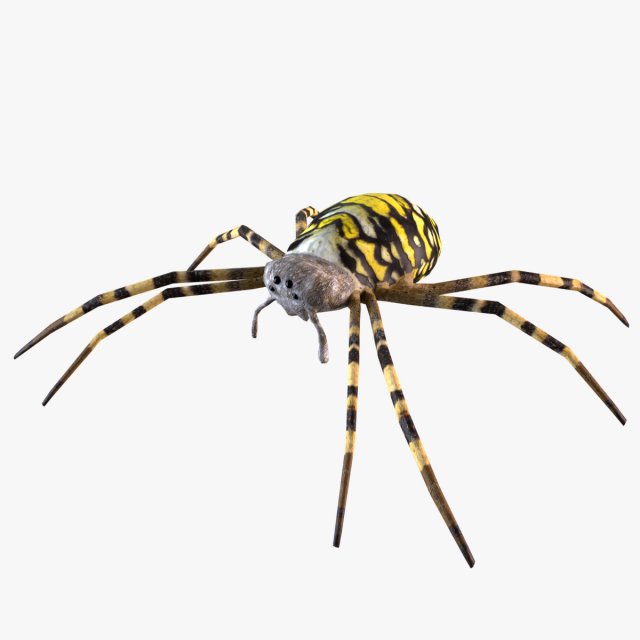 Wasp Spider 3D Модель .c4d .max .obj .3ds .fbx .stl .blend 