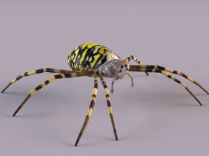 Wasp Spider 3D Модель