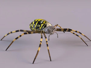 Wasp Spider 3D Model