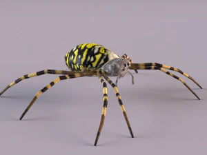 Wasp Spider 3D Model