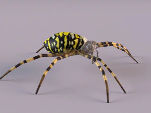 Wasp Spider 3D Model