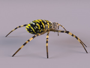 Wasp Spider 3D Модель