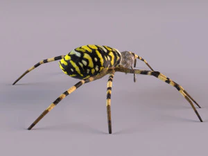 Wasp Spider 3D Model