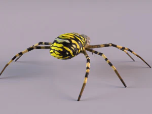 Wasp Spider 3D Model
