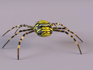 Wasp Spider 3D Model