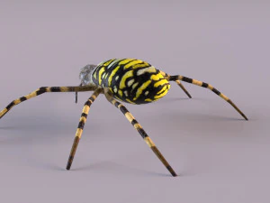 Wasp Spider 3D Model