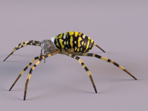 Wasp Spider 3D Модель