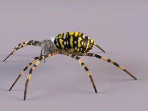 Wasp Spider 3D Model