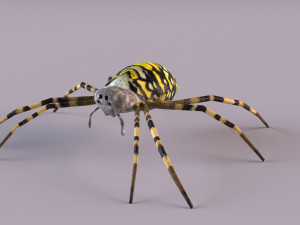 Wasp Spider 3D Модель