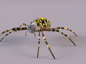 Wasp Spider 3D Model