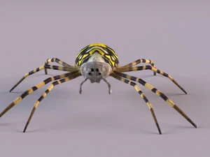 Wasp Spider 3D Model