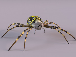 Wasp Spider 3D Модель