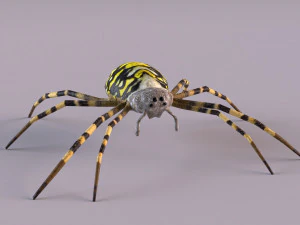 Wasp Spider 3D Model