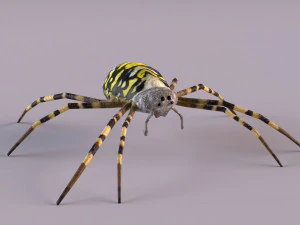 Wasp Spider 3D Model
