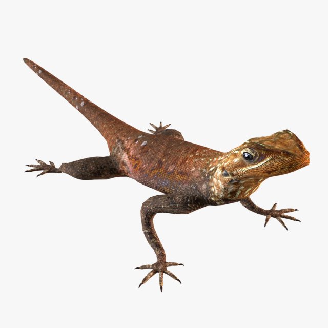 Rock Agama lizard 3D Модель .c4d .max .obj .3ds .fbx .stl .blend 