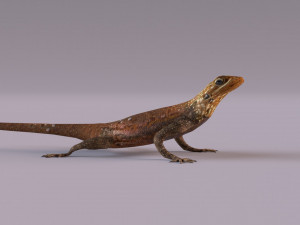 Rock Agama lizard 3D Модель