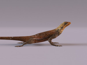Rock Agama lizard 3D Модель