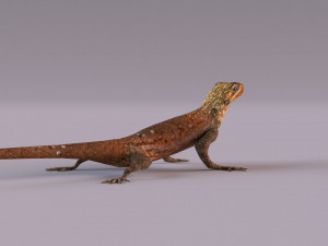 Rock Agama lizard 3D Модель