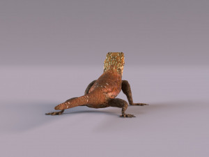 Rock Agama lizard 3D Модель