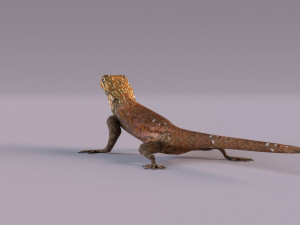 Rock Agama lizard 3D Модель