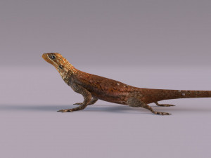 Rock Agama lizard 3D Модель
