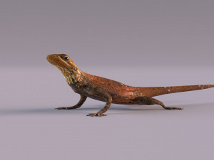 Rock Agama lizard 3D Модель