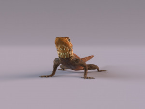 Rock Agama lizard 3D Модель