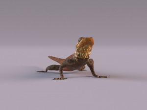 Rock Agama lizard 3D Модель