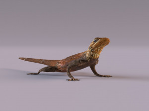 Rock Agama lizard 3D Модель