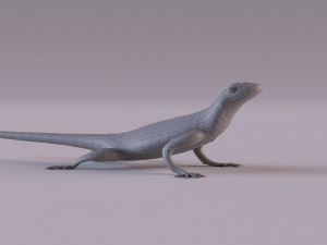 Rock Agama lizard 3D Модель