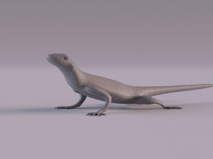 Rock Agama lizard 3D Модель
