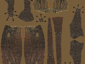 Rock Agama lizard 3D Модель